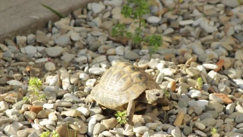 Turtle walking on the grave Stock Footage 75042790