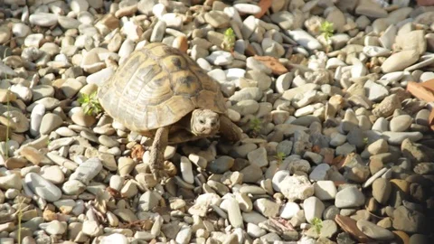 Turtle walking on the grave Stock Footage 75042800
