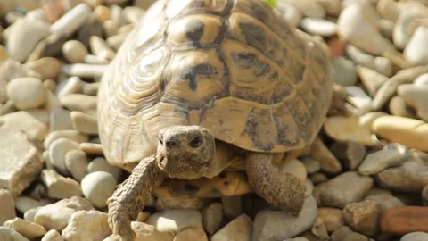 Turtle walking on the grave Stock Footage 75042804