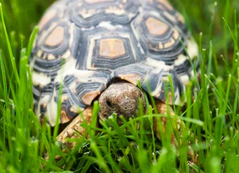 Turtle walking in the green grass Stock Photos