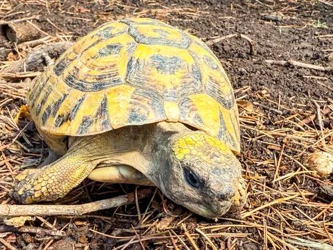 Turtle walking on ground with closeup shell detail. Wildlife, nature, and r.. Foto stock