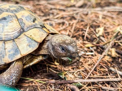 Turtle walking on ground with closeup shell detail. Wildlife, nature, and rep Stock Photos