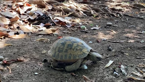 Turtle walking on the ground Stock Footage 246382238