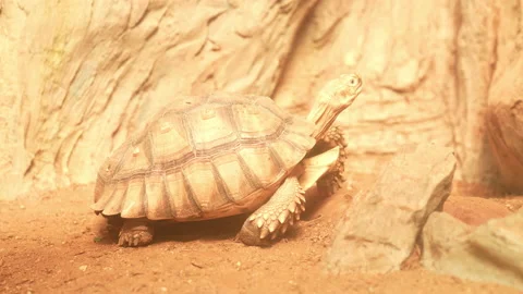 Turtle walking on ground of stone background Video stock 219843632