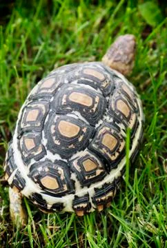 Turtle walking on the lawn Stock Photos