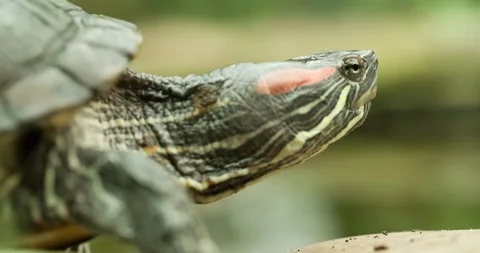 Turtle walking near Water Macro shot Close up 4K Video Stock Footage 94570271