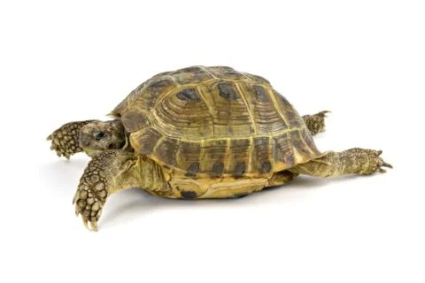 Turtle walking over a white background Stock Photos