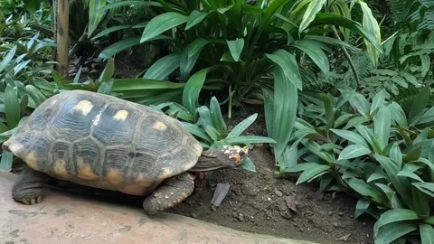Turtle walking into plants Video stock 219881546