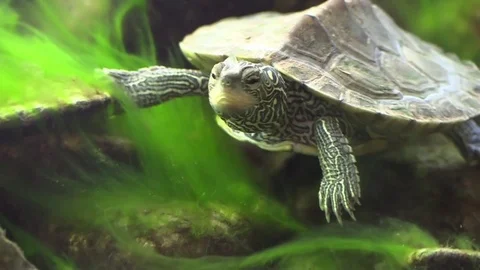 Turtle walking on river bottom Stock Footage 74920335