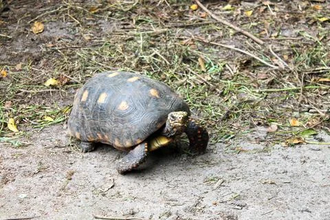 Turtle walking on the sand, close up, looking into the camera Stock Photos