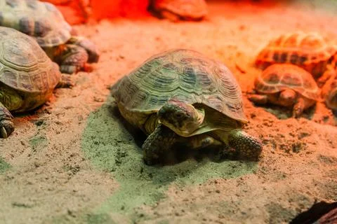 Turtle walking on sand Stock Photos