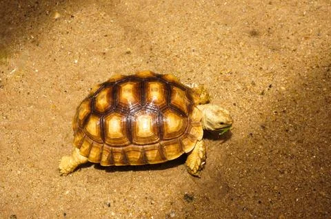 A turtle walking on the sand Foto stock