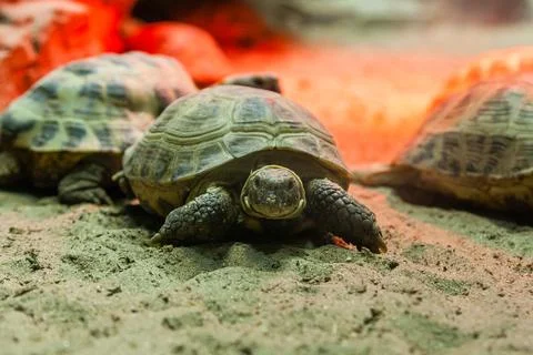 Turtle walking on sand Stock Photos