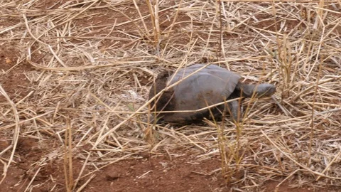 Turtle walking, Serengeti Stock Footage 125461824