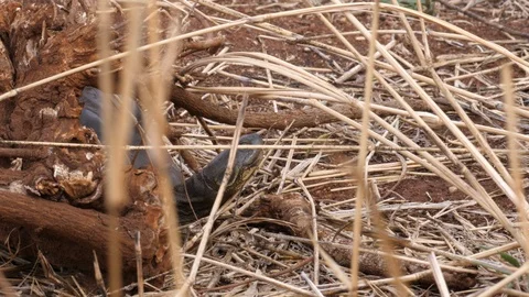 Turtle walking, Serengeti Stock Footage 125462091