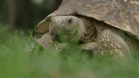 Turtle walking in Slow Motion 스톡 동영상 90207154