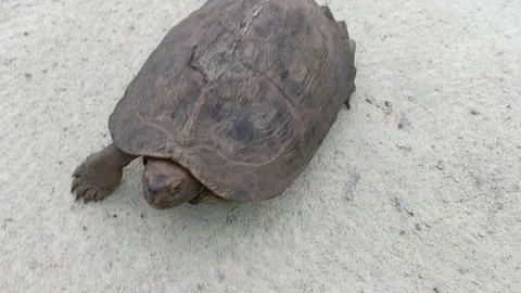 The turtle is walking slowly around on the white road Stock Footage 148998817