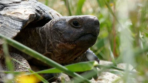 Turtle walking slowly over grass eating food Stock Footage 92311519