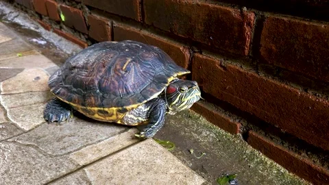 A turtle is walking on the terrace of the house with a brick background Stock Footage 231801254