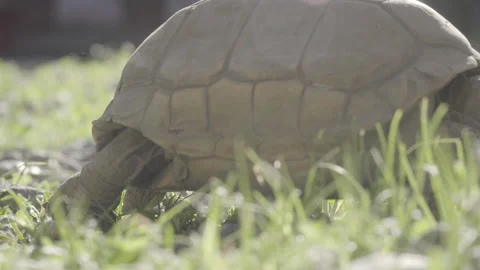 Turtle walking through the grass, crossing the video shot Stock Footage 139008846