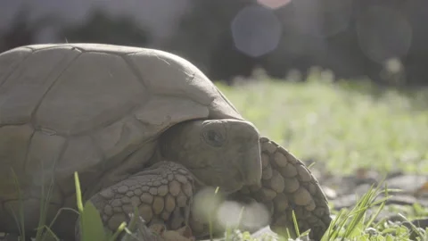 Turtle walking through the grass, crossing the video shot Stock Footage 139010596