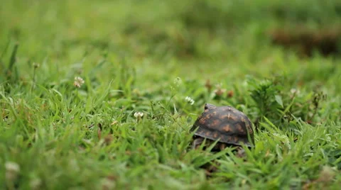 Turtle Walking through Grass Video stock 6738783