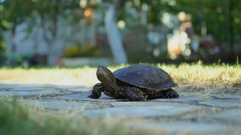 Turtle walking on the way. Stock Footage 90806440