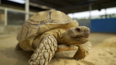 Turtle walking in Zoo Video stock 243404835