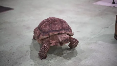 Turtle walks on concrete in the zoo. Tortoise walking on concrete Video stock 263898366