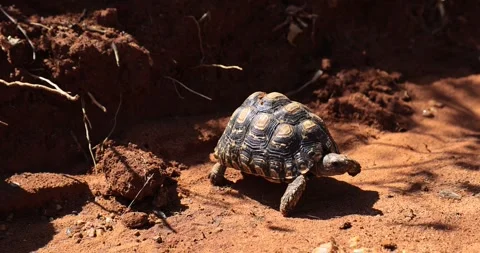 A turtle walks on dirt in the savannah Stock Footage 296483304