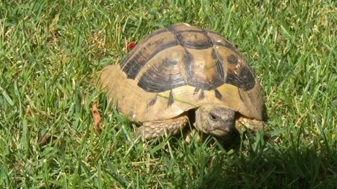 Turtle walks into the grass Video stock 111311931