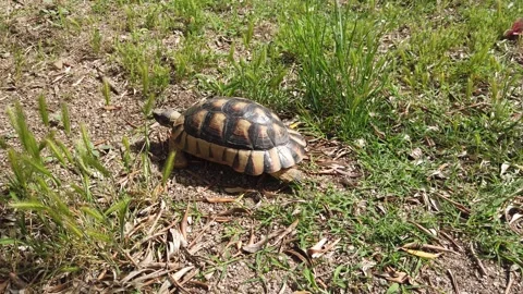 A turtle walks peacefully on the grass during a hot summer morning. Stock Footage 246184695
