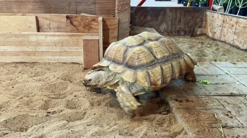Turtle walks in sandy area with wooden barriers and plants on display in a warm Stock Footage 332048333
