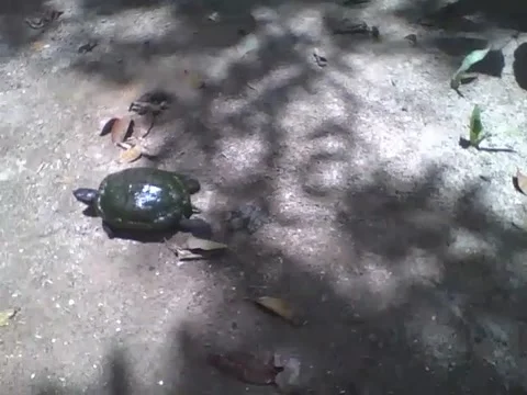 Turtle walks on some leaves in the park, this one must have used turbo... Stock Footage 163679540