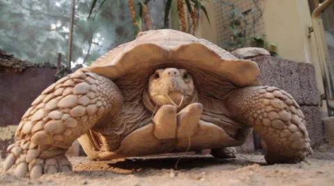 Turtle walks towards Camera Video stock 25935582