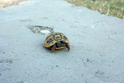 Turtle on the wall Фото