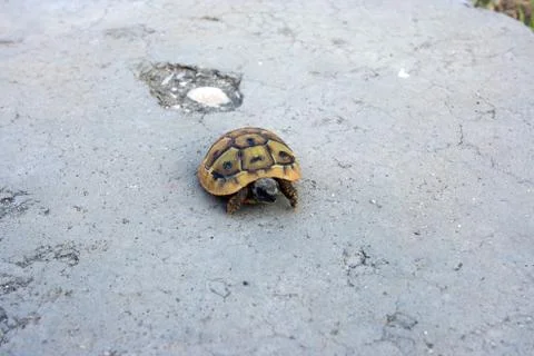 Turtle on the wall Foto stock