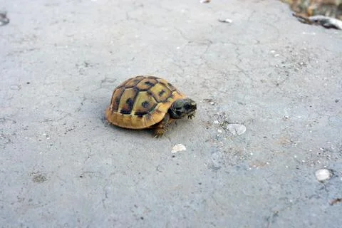 Turtle on the wall Stockfoto's