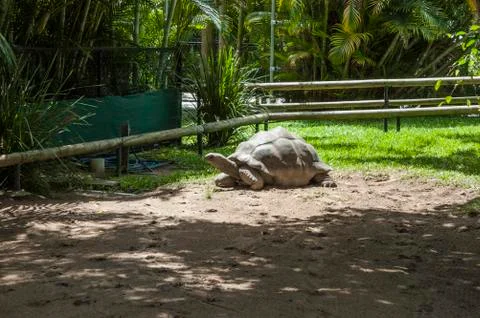 Turtle warming up in the sun Stock Photos