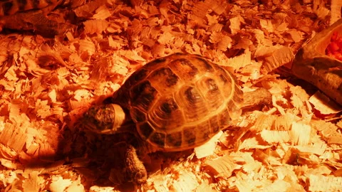 Turtle warming up under a heating lamp at the aquarium. 스톡 동영상 142520575