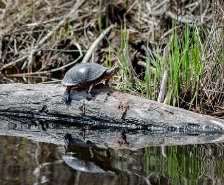 Turtle warming under the sun by the lake Stock Photos