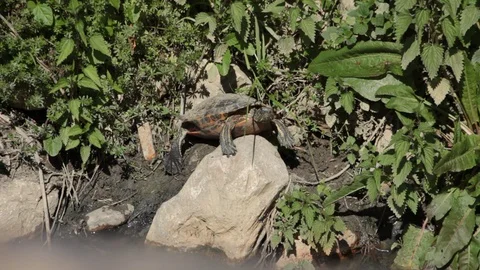 A turtle warms up from the sun's rays on the edge of a canal Video stock 127576583