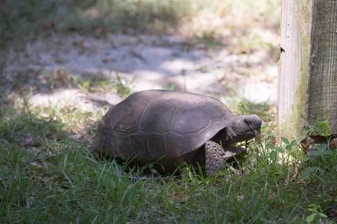 Turtle in Washington Gardens St. Augustine Fl220 Stockfoto's