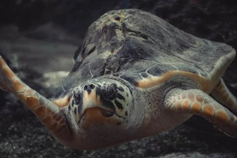 A turtle watching on me Stock Photos
