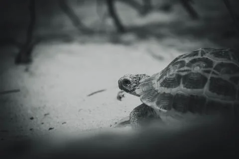 A turtle watching on me Stock Photos