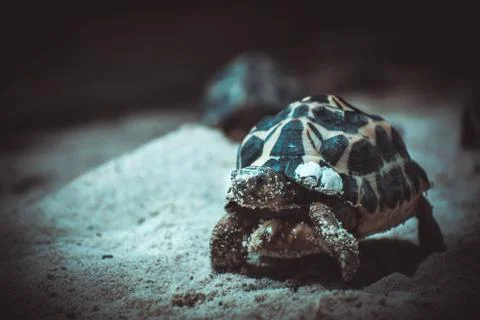 A turtle watching on me Stock Photos