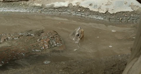 Turtle in the water 50fps Stock Footage 114174357