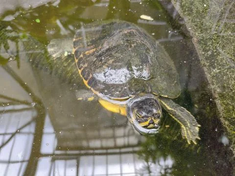 Turtle in the water. Closeup view Stock Photos