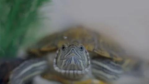 Turtle in water element Stock Footage 75861543