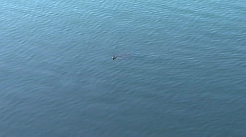 Turtle In Water Stock Footage